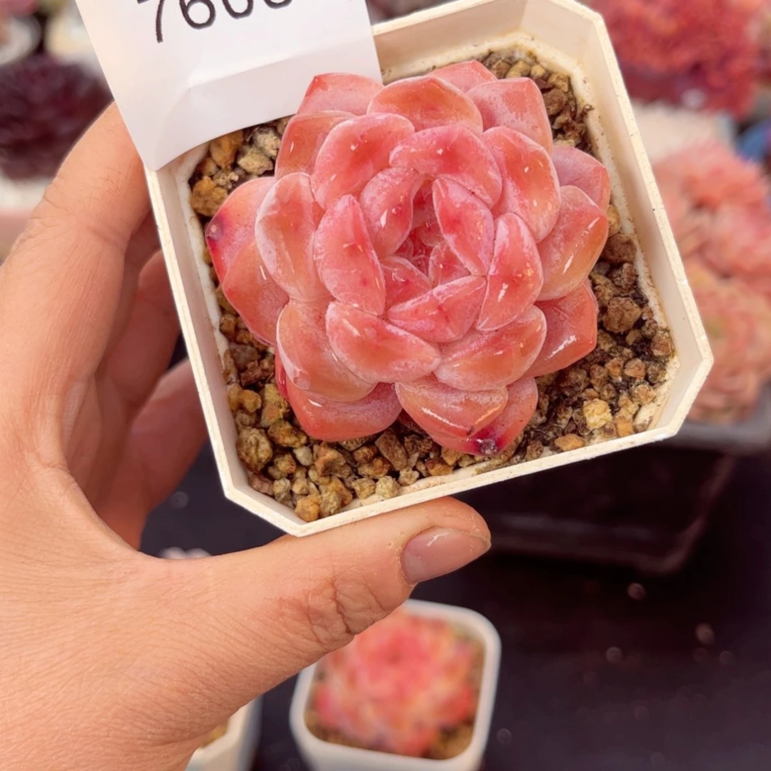 ଲ****小7608单头冰魄多肉