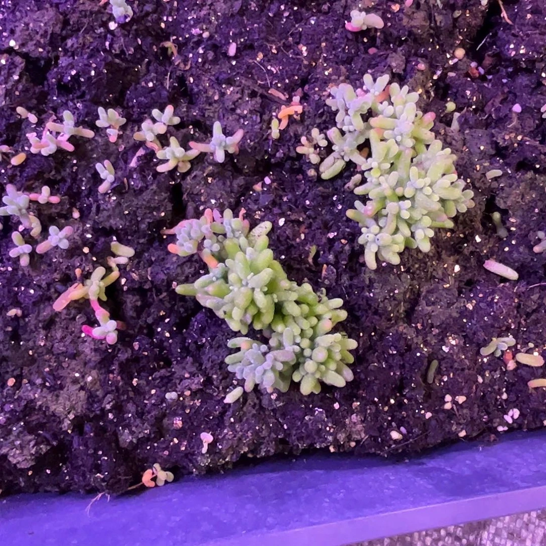 珊***️实生蜜桔优选枝干番杏