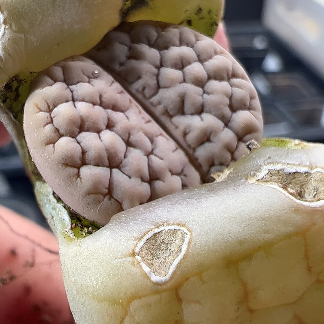 一物一拍清盒福利默认有瑕620