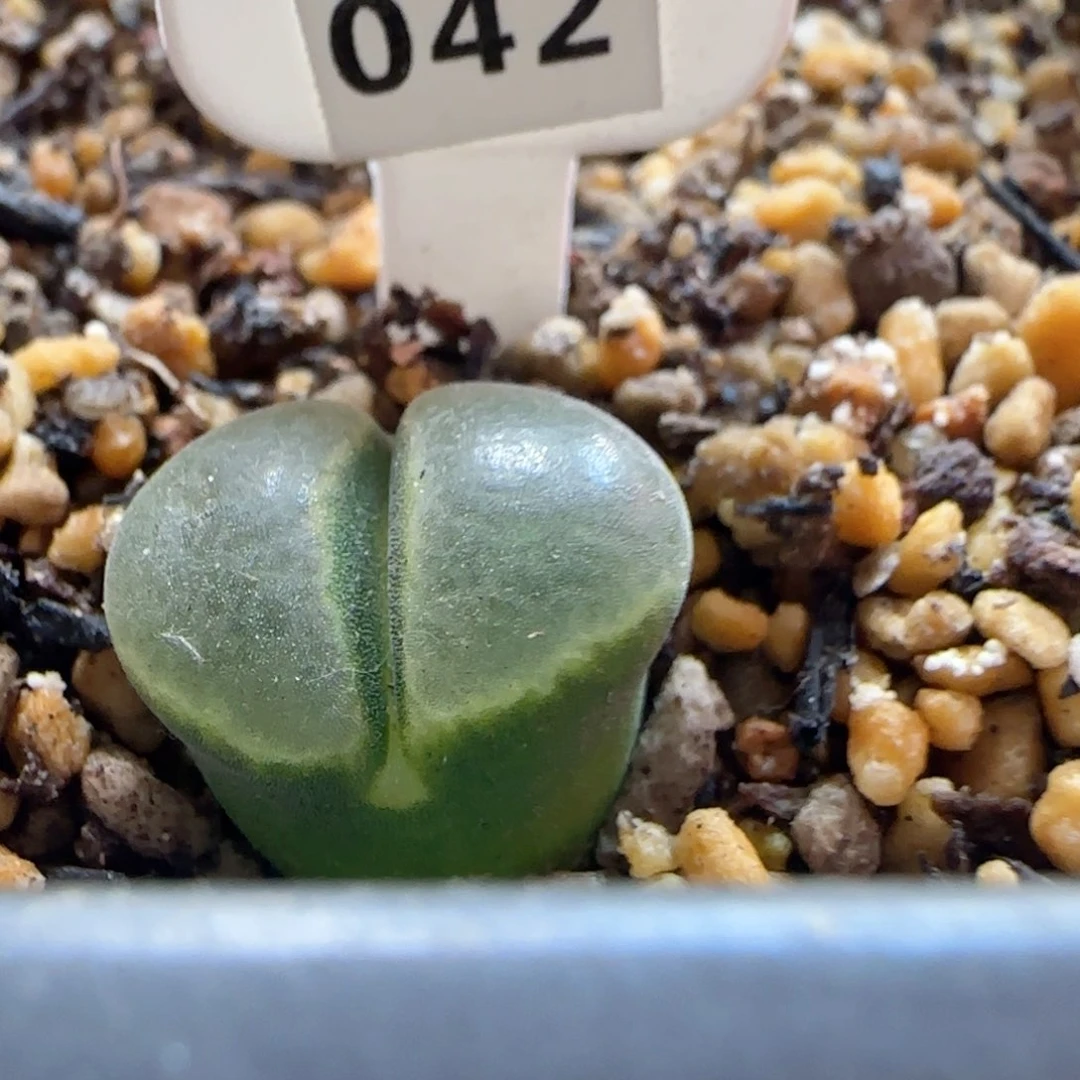 漂亮风铃玉zzzzzz