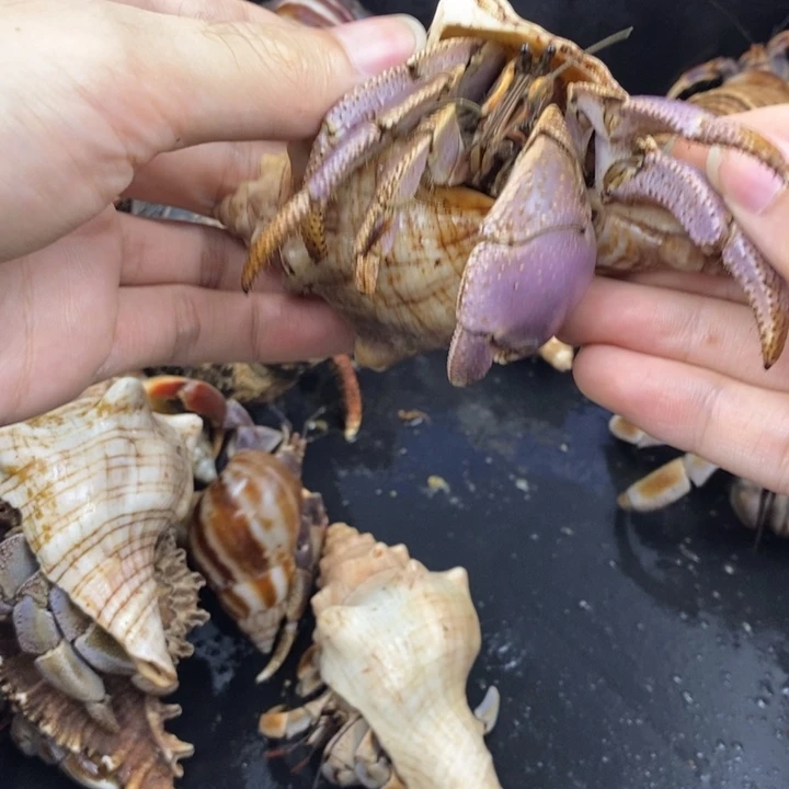 巨无霸短碗一只特价商品