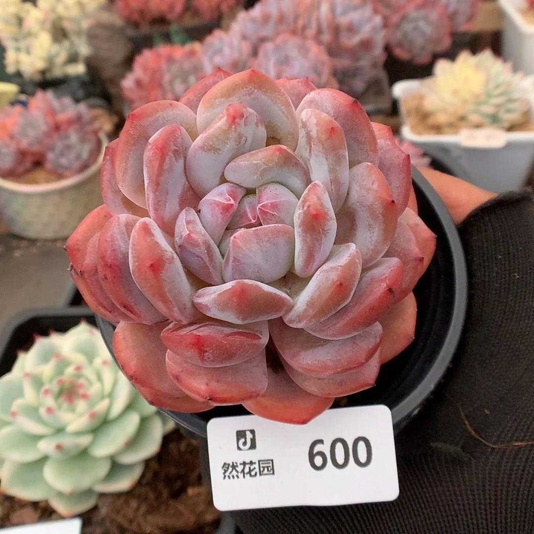 600粉星影多肉植物6666