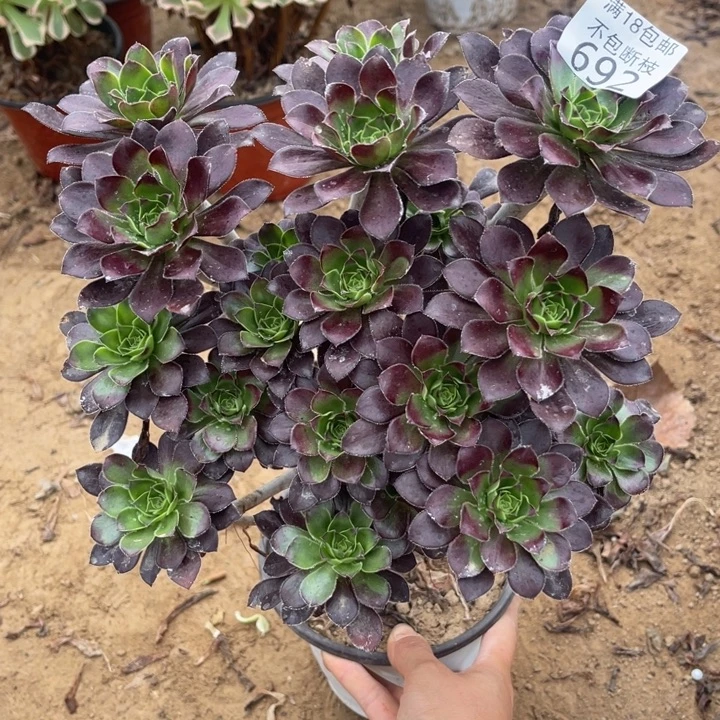 692红酒圆叶绣球1号棚