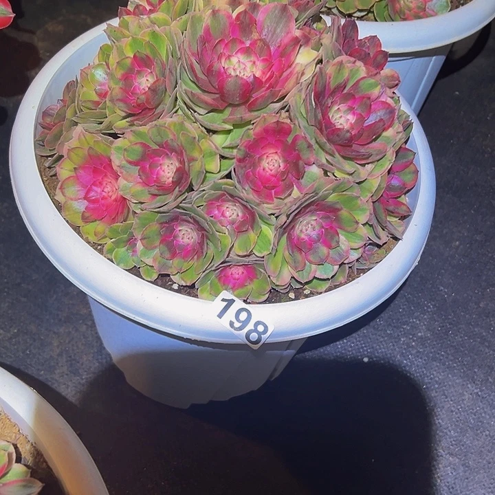 百***赖198多肉樱花寄植物