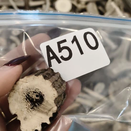 邵***信鹿角鹿角鹿角鹿角鹿角