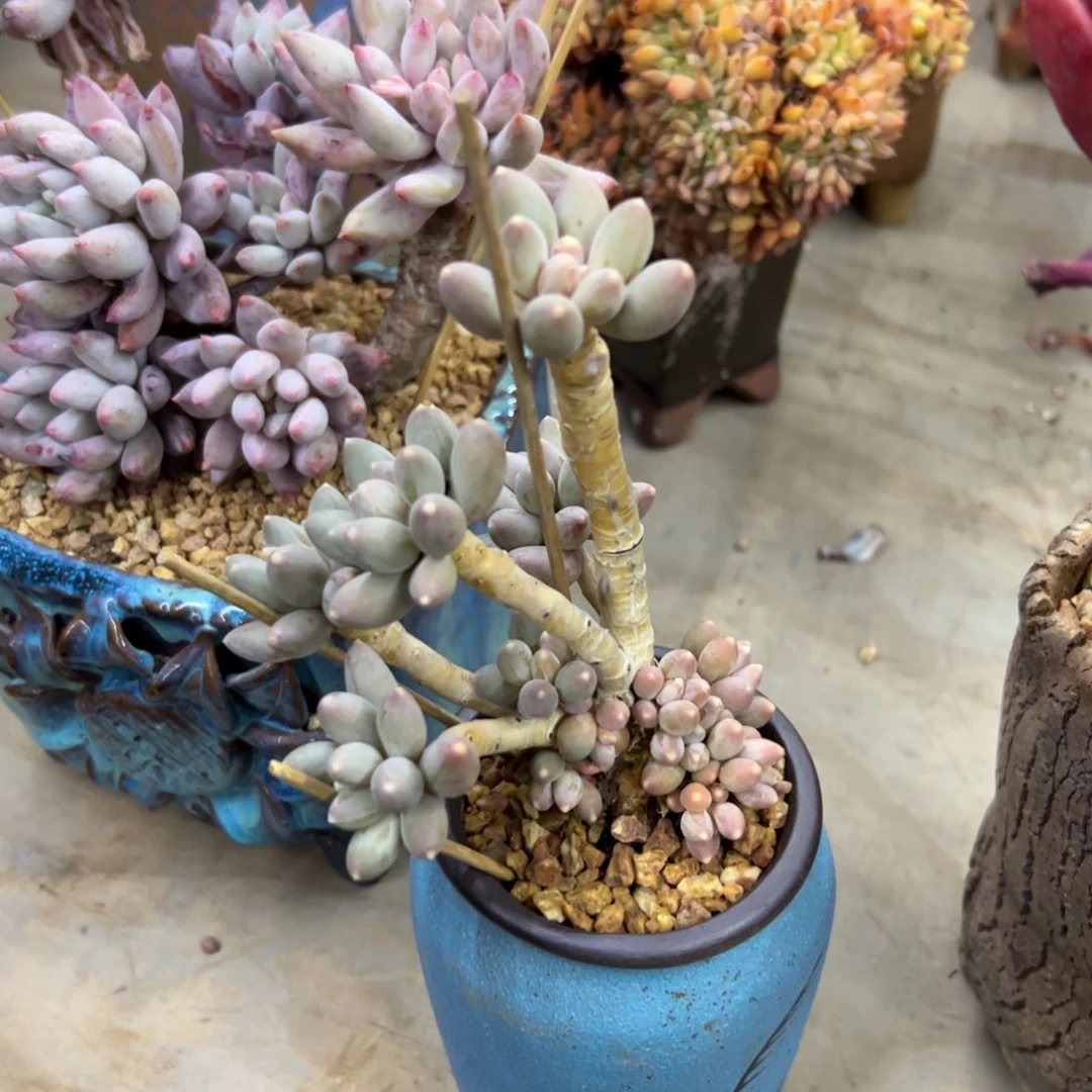 美人杂48 零零多肉植物