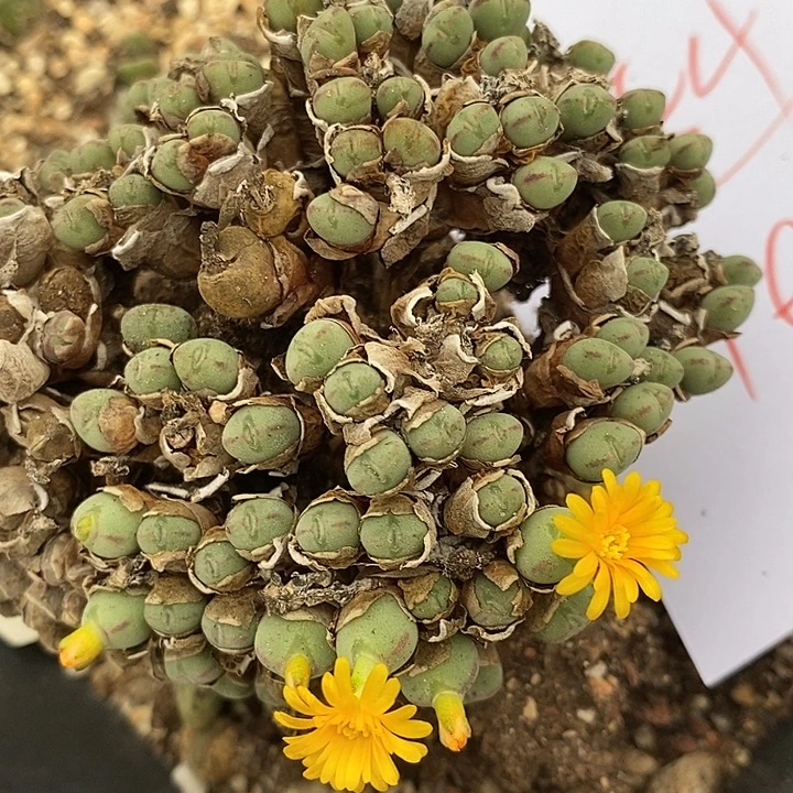 2854口迪一群。