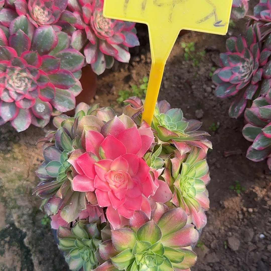 4143++-韶华多头多肉