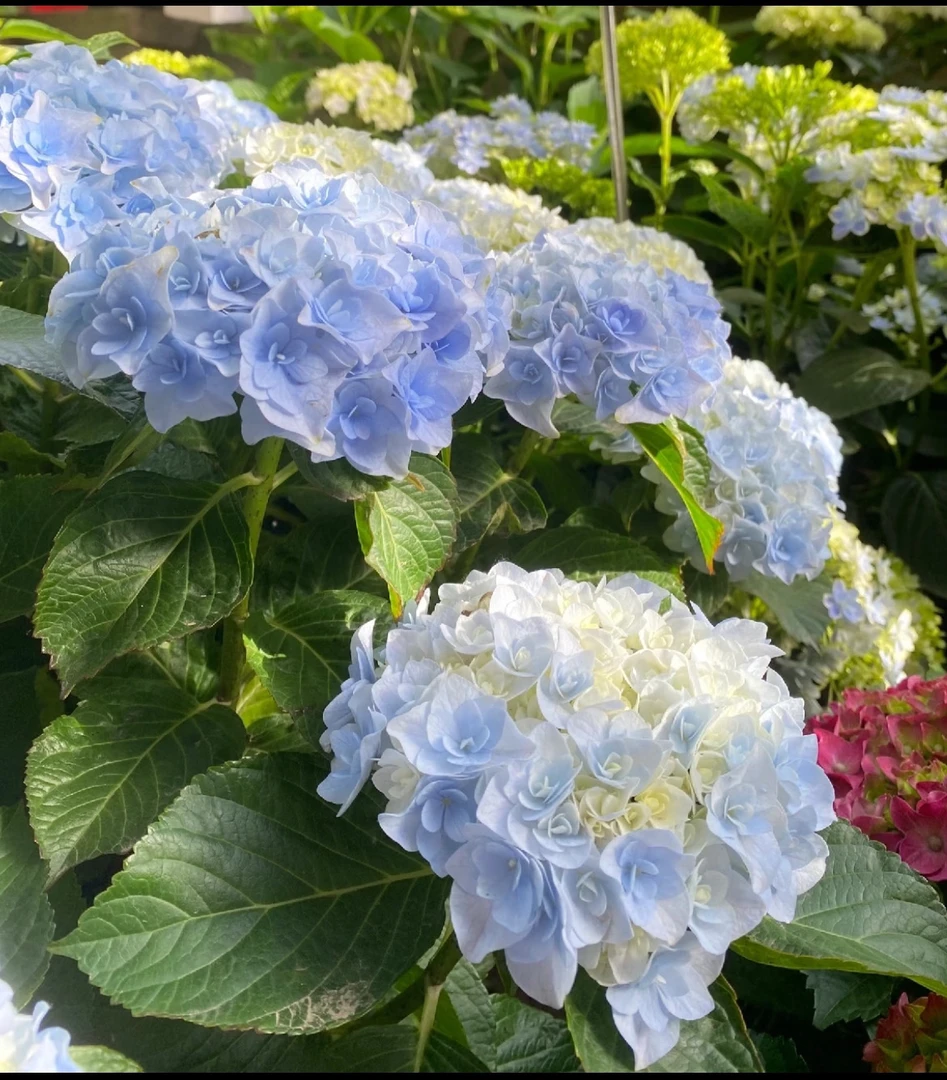【盆栽鲜花】麒麟绣球精致小盆栽高标准大棚种植无虫