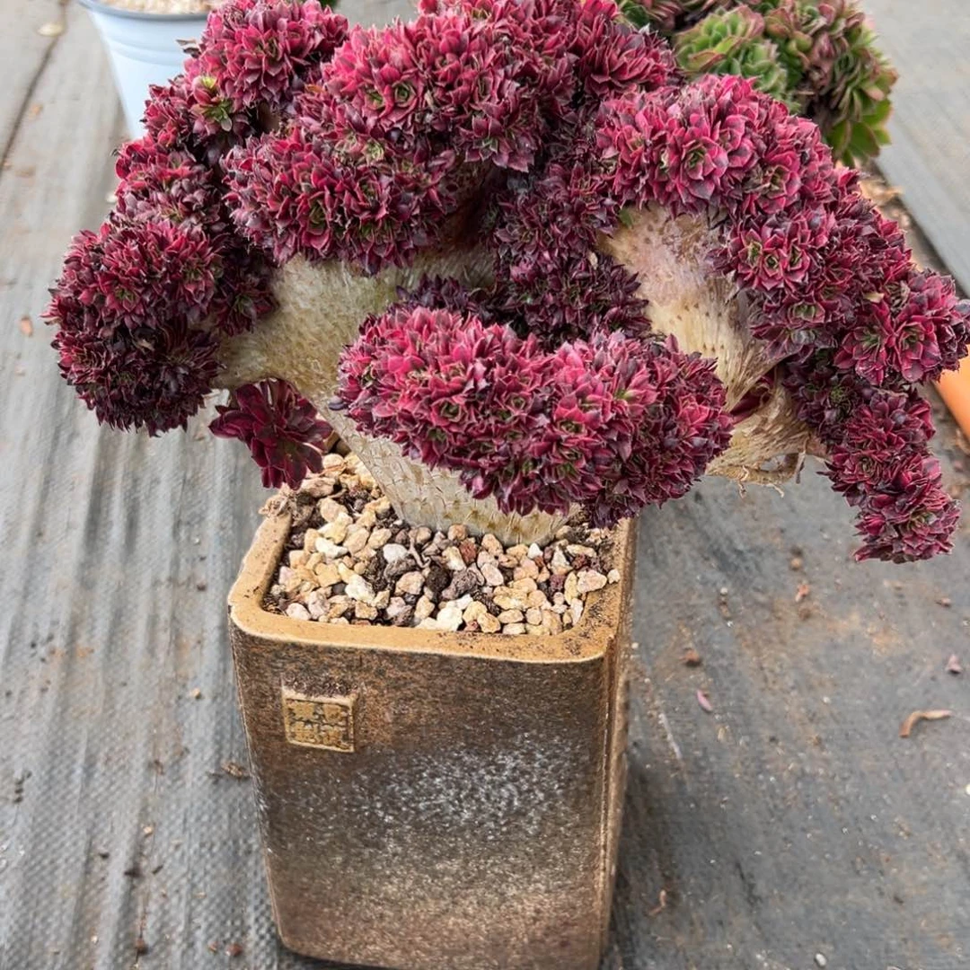 红铜超白全朵朵老桩