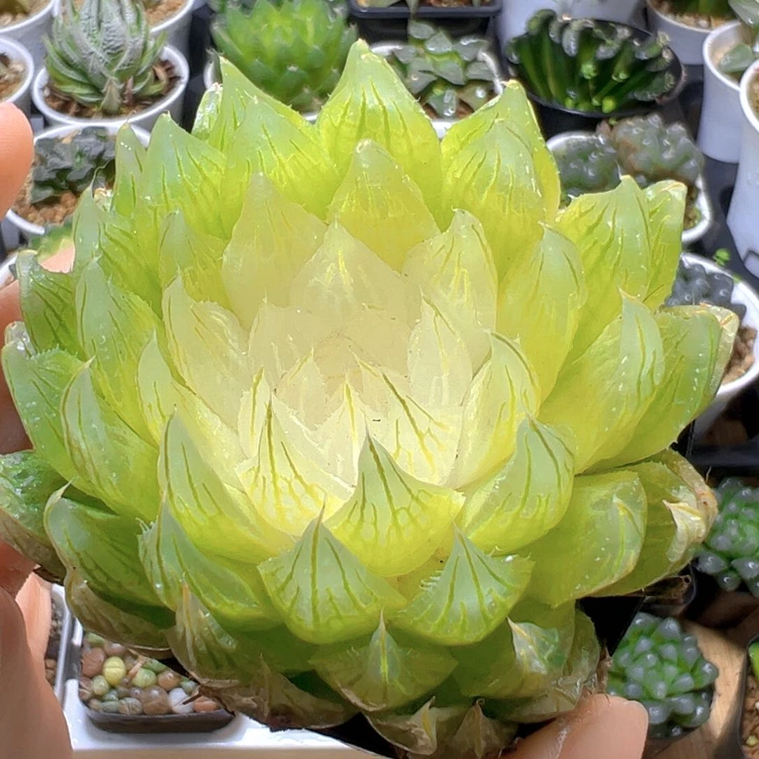 白莲花玉露多肉多肉多肉