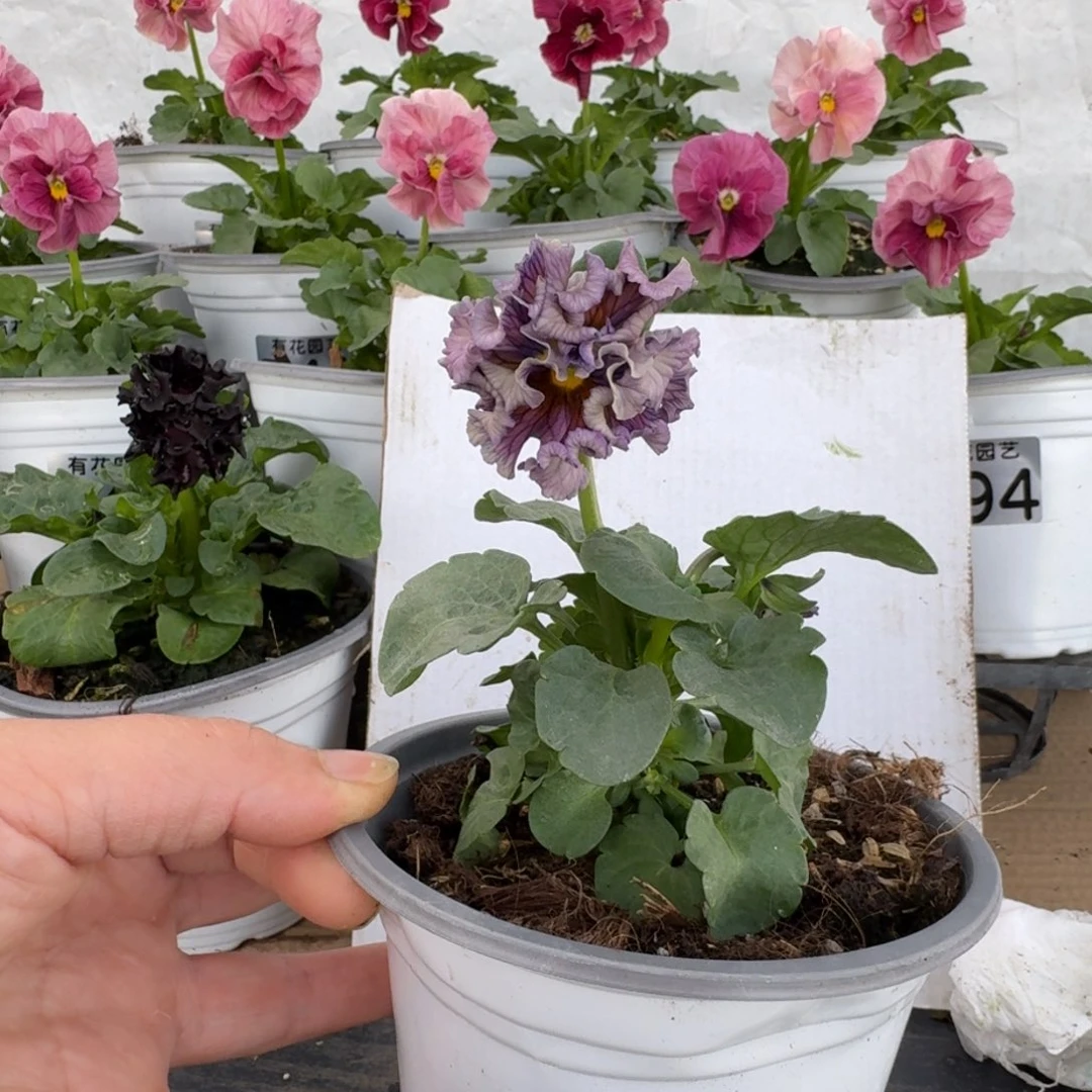 全部花朵627号角堇