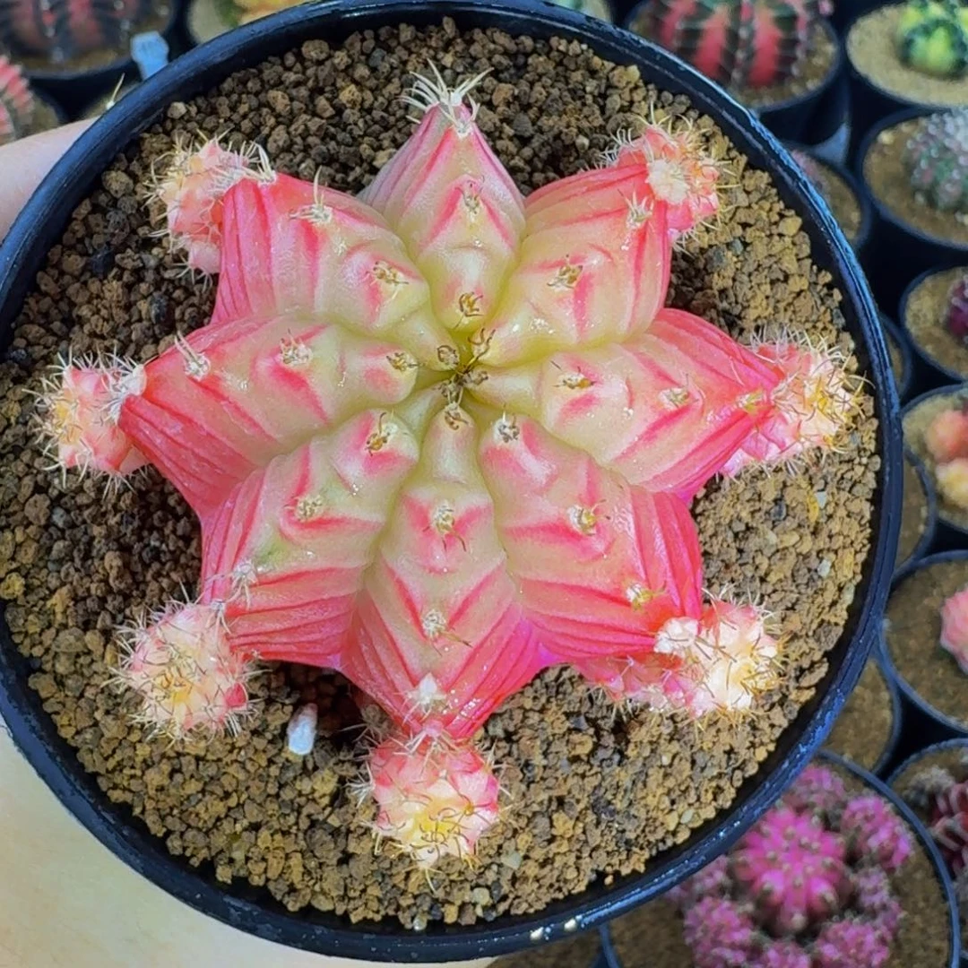 螺旋手捧花0000000006
