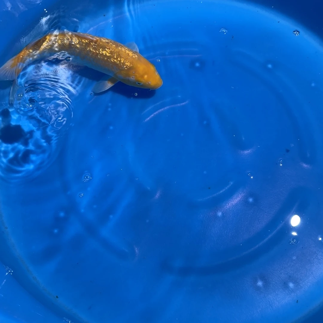 海水鱼顺风云飞多腿少补