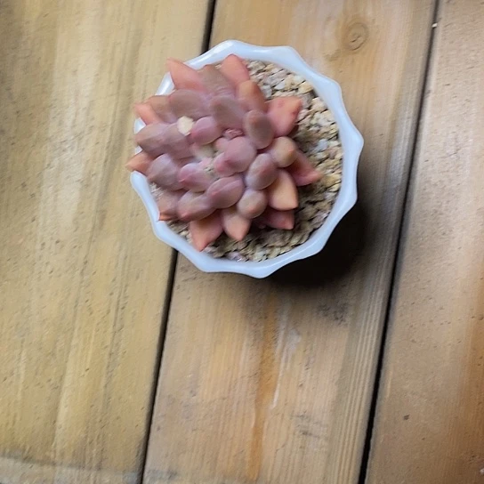 西**啵88/////////////