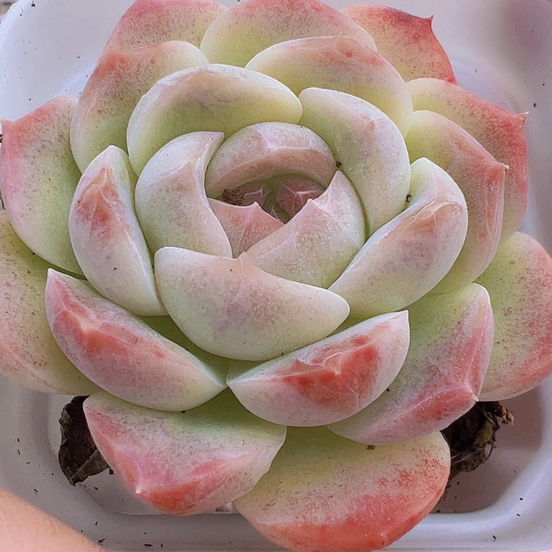 白桃汽水19包邮多肉植物