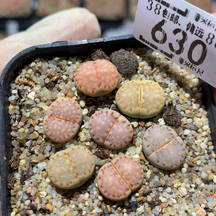 zzz精品生石花630