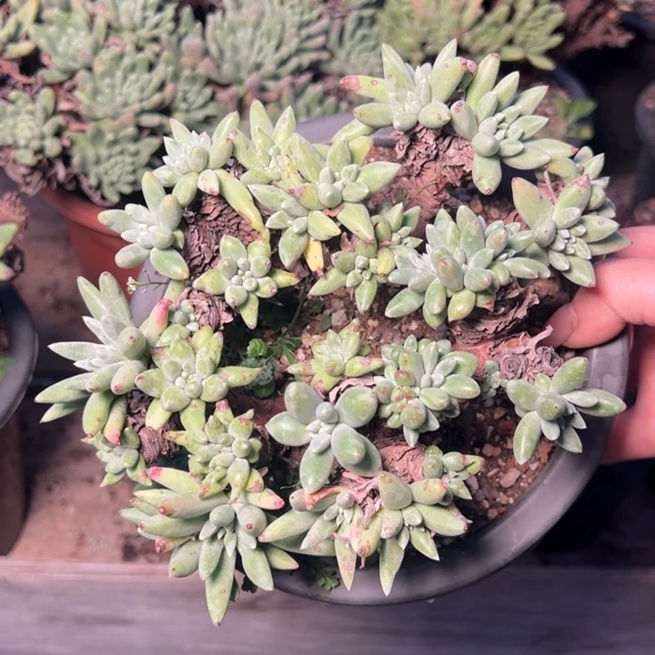 847法豆哈哈哈哈哈哈