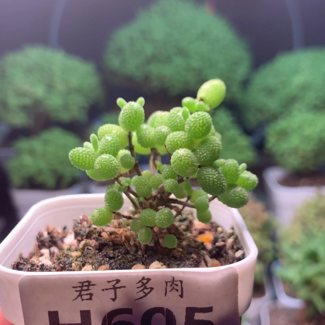 605金橘。