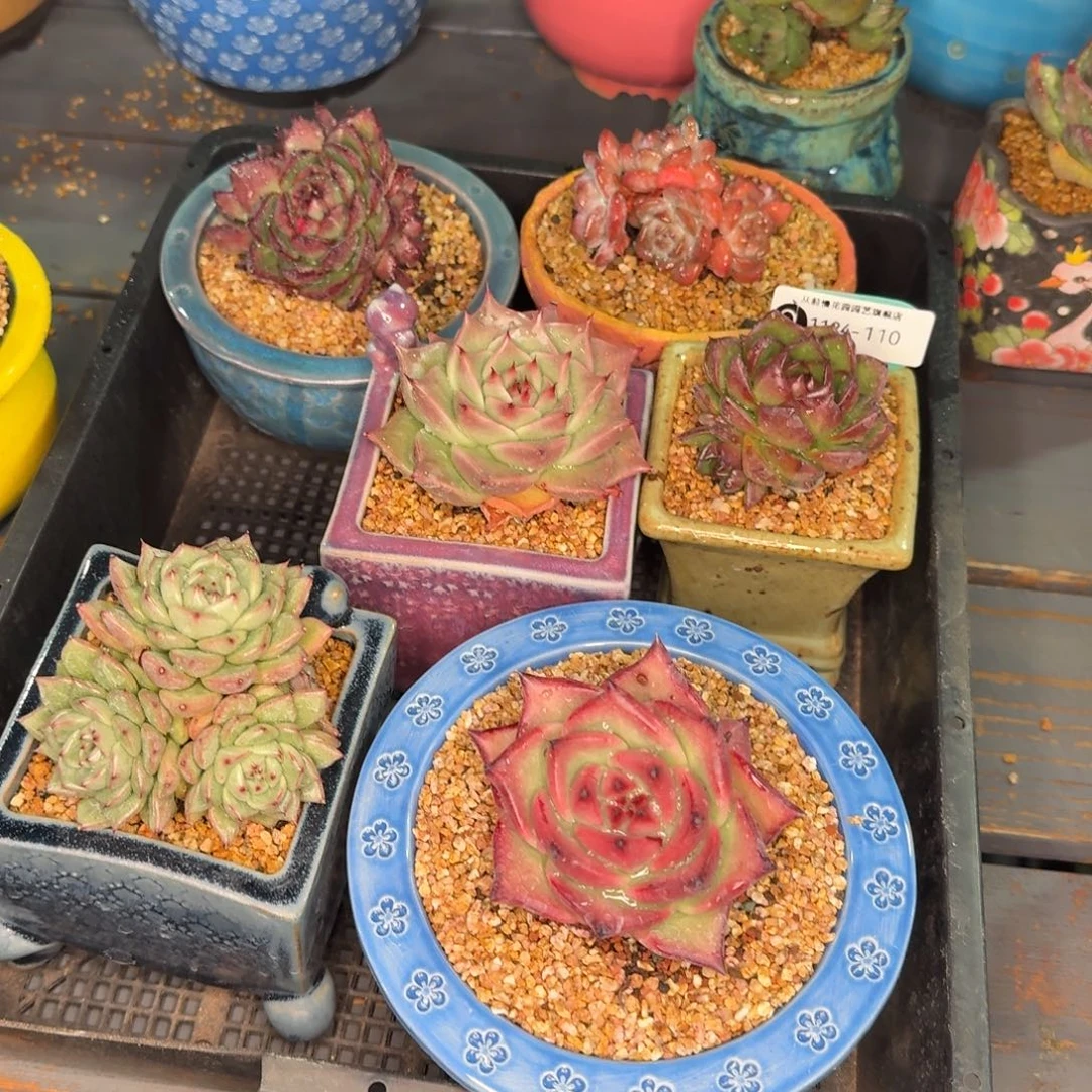 从前慢多肉精选编号1124.110