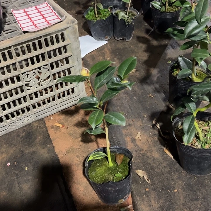 大部分花苞少量开放，女郎随单