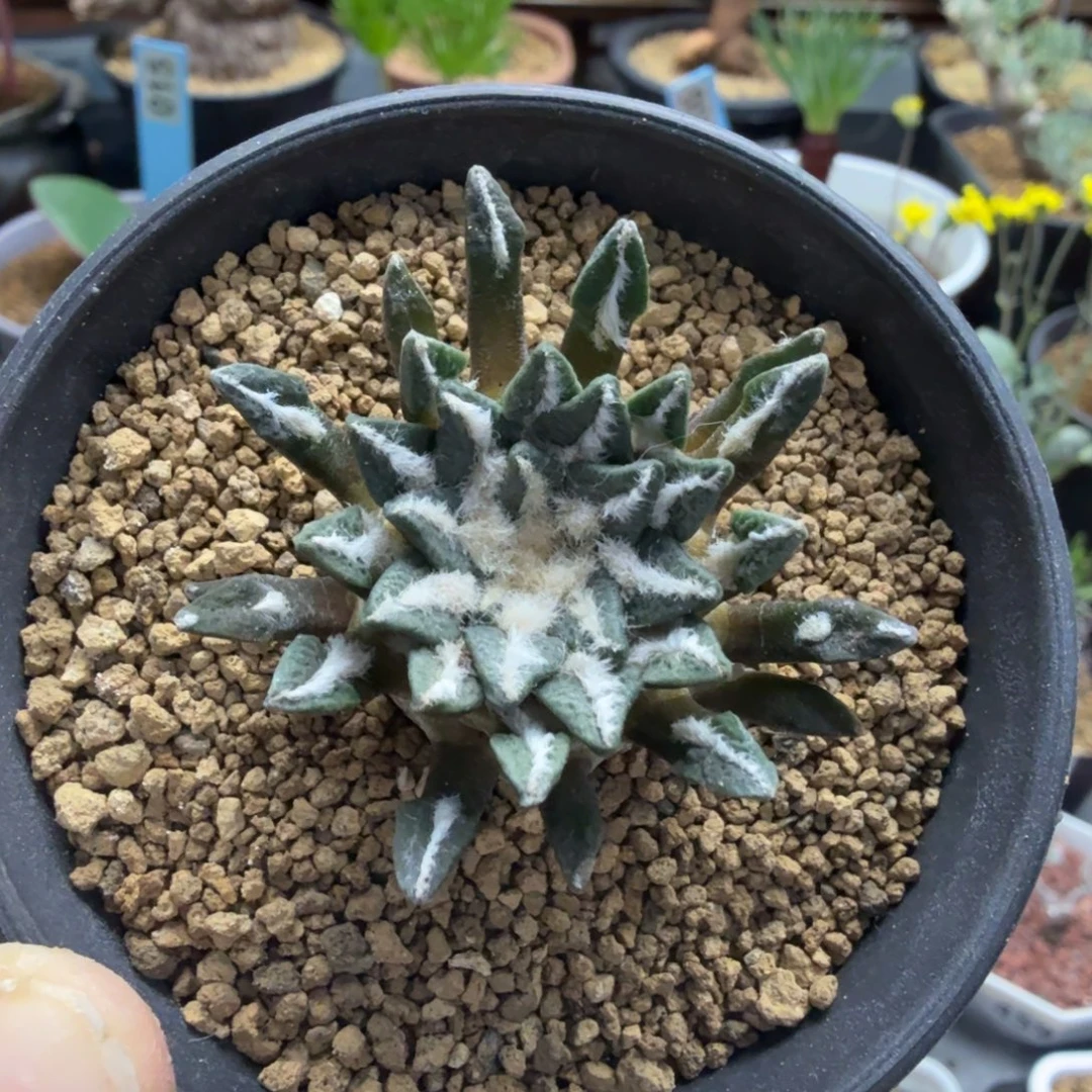 实生黑牡丹046 仙人球
