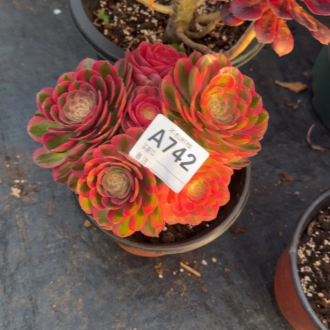 精品多肉植物742