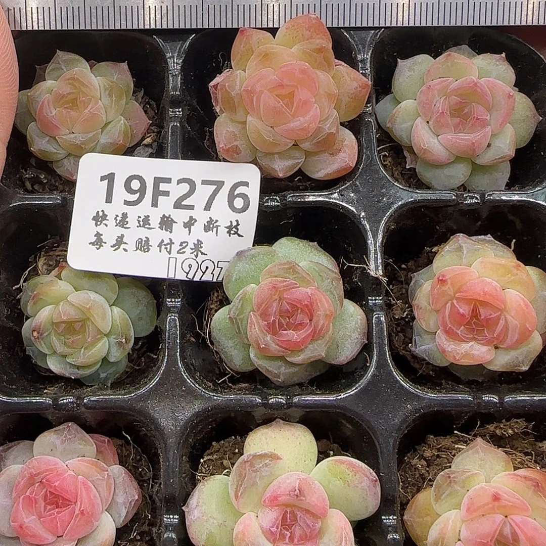 276九棵糖心珍妮鼻屎苗2.5公分左右