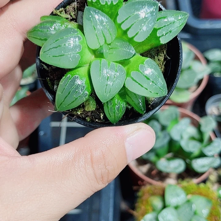 翠虎寿新手好养的