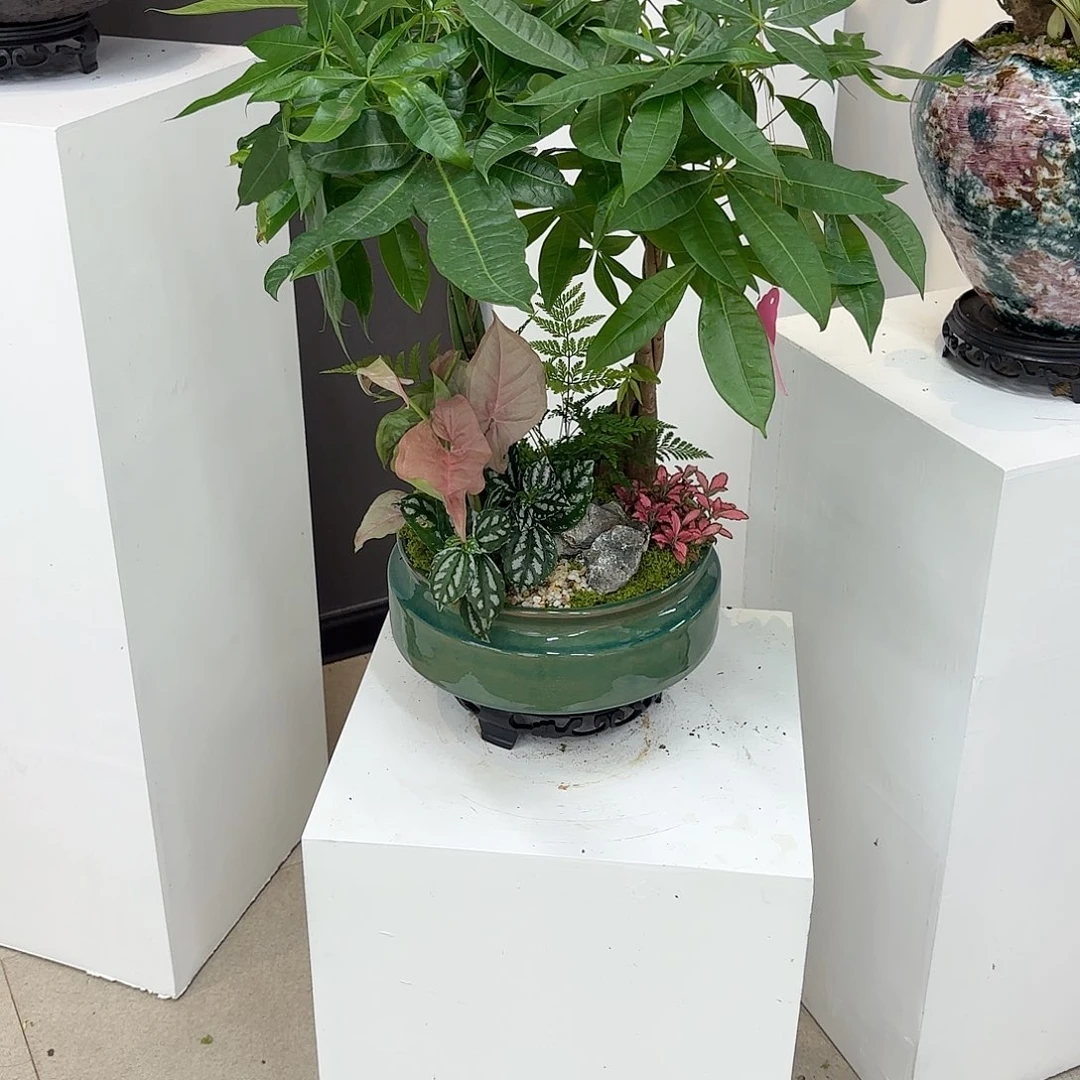 无花朵C**X高端艺术盆景一物一拍