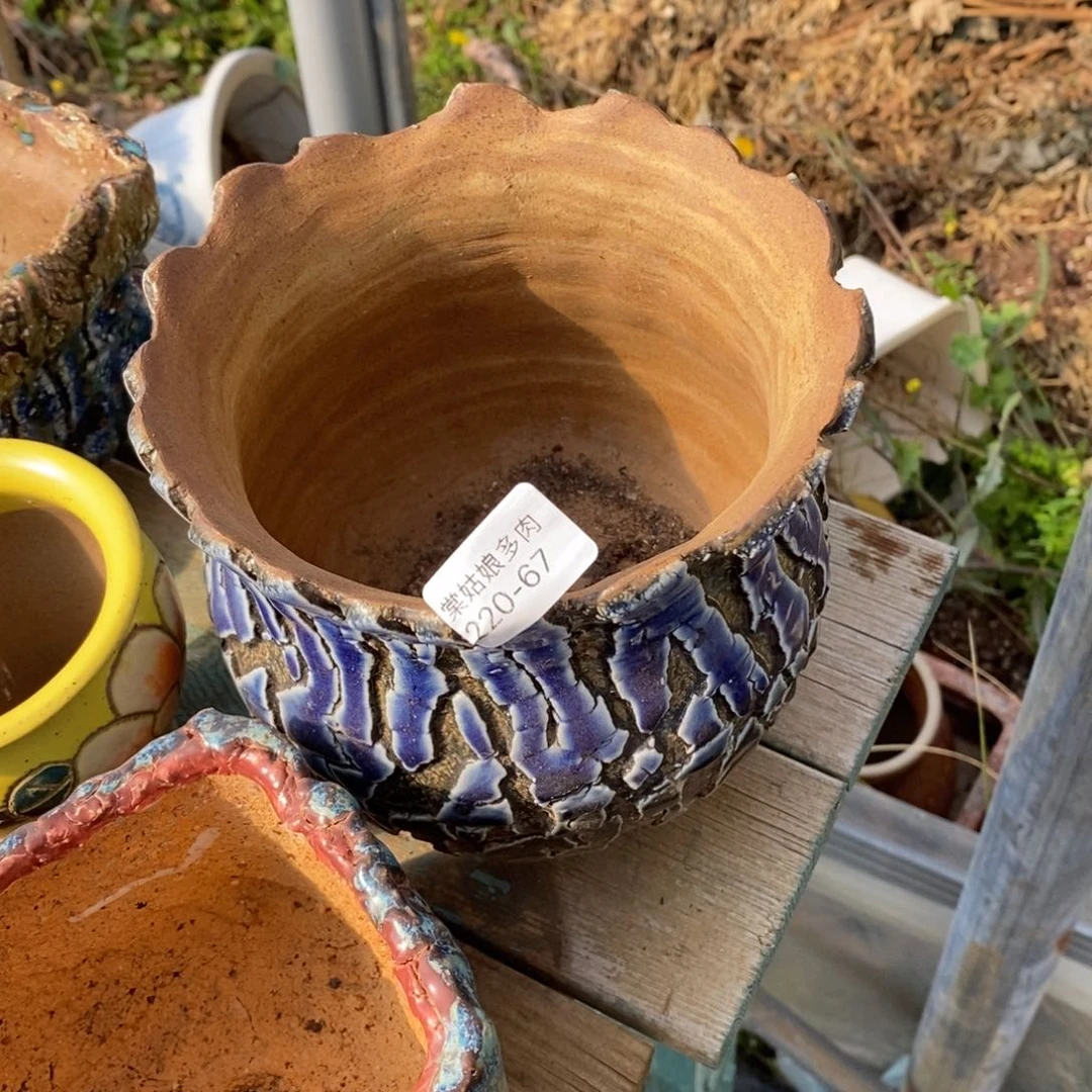 红陶这*大67号多肉盆一个呀