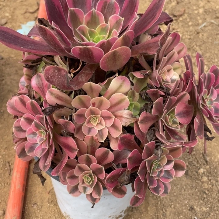 无花朵046多肉植物美杜莎