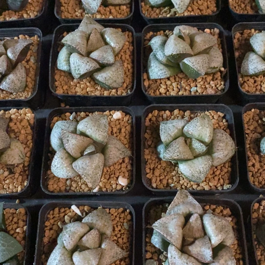 一颗泰姬陵 高货。