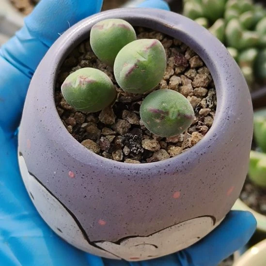 上将杂交多肉植物