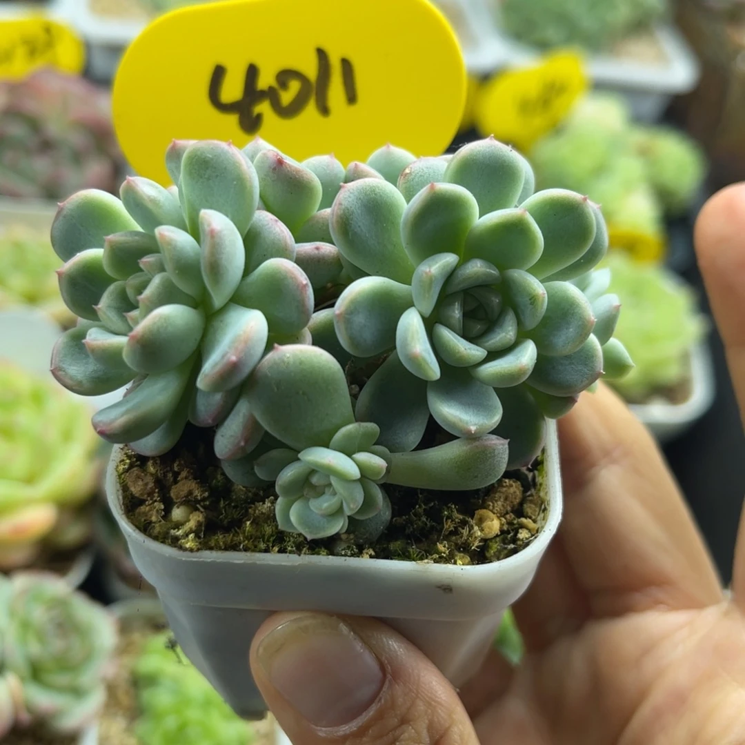 福利纸鸢朵朵小树群4011