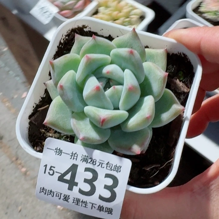 白拉糖无盆土发货多肉多