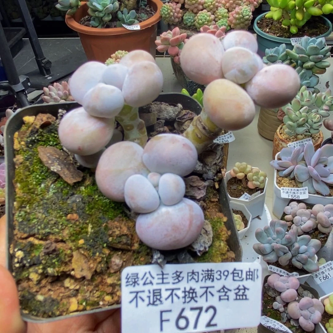 672芭比奶多肉6c m