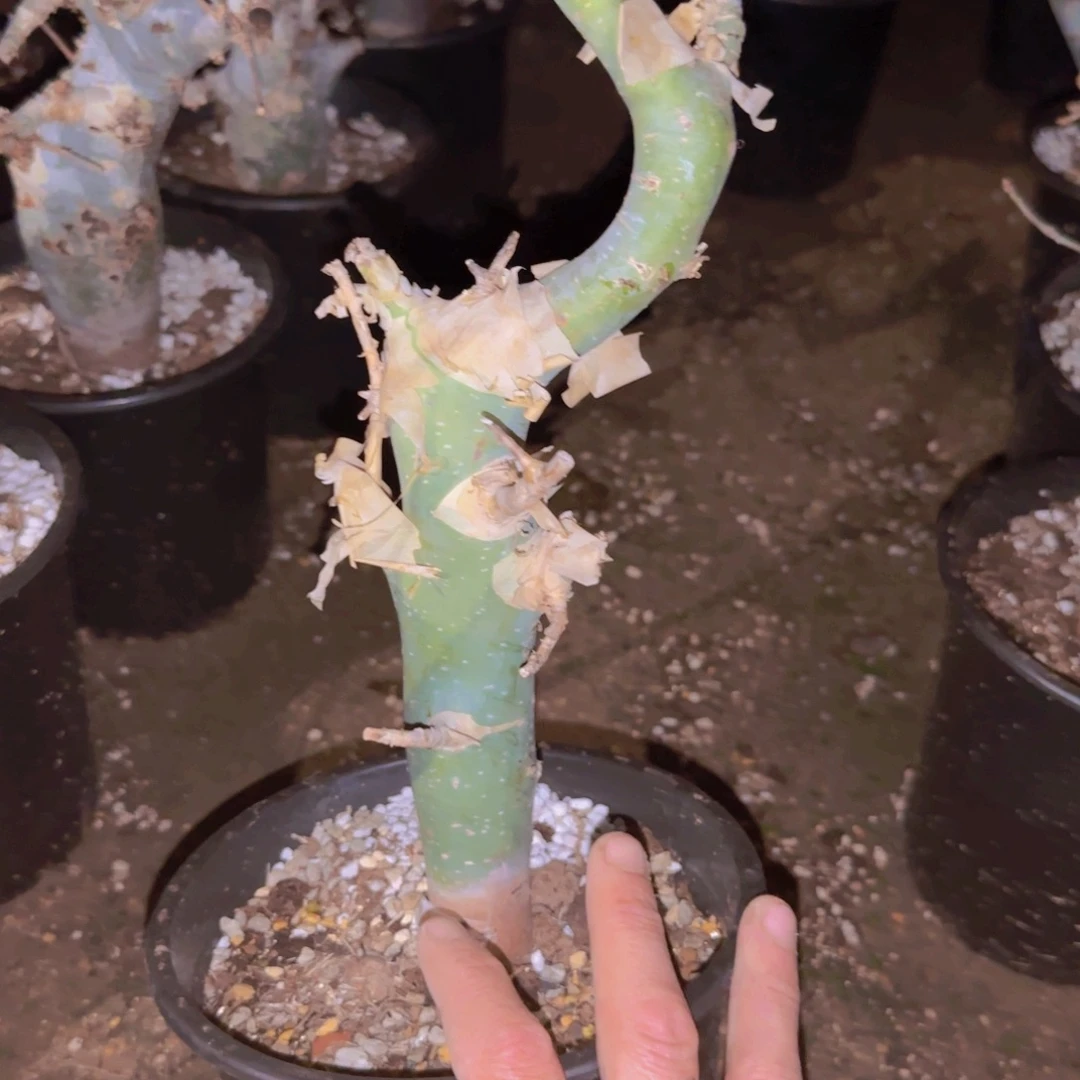 M***n块根植物块根植物
