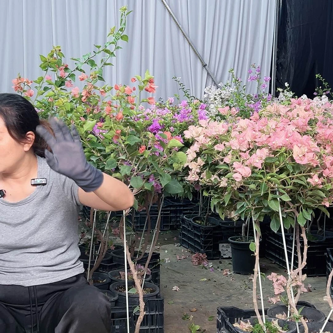 当前无花栽培后可以开花三角梅50