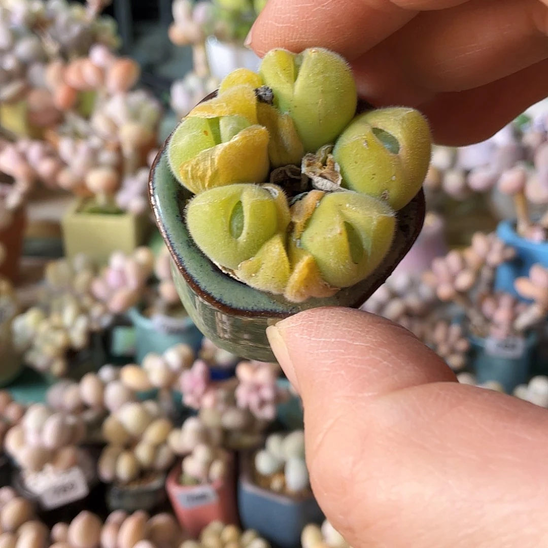 y*多肉植物的生长发育与生长发育的关系等