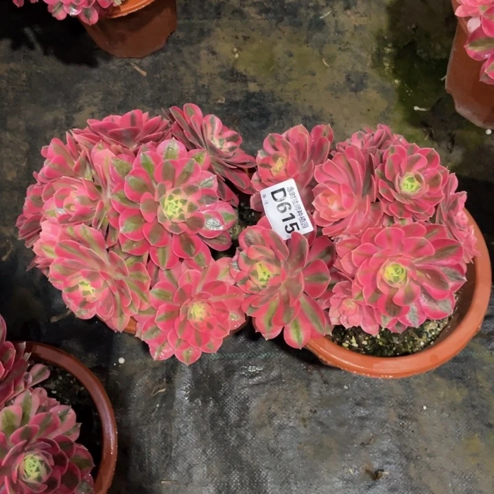 h*m615女巫111111多肉两颗