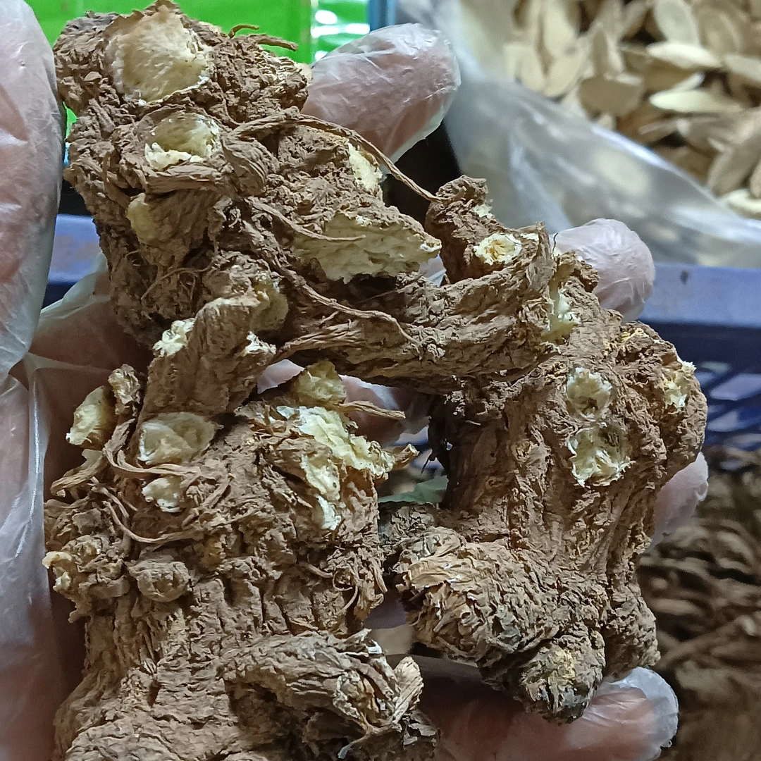 粗皮当归头来自甘肃