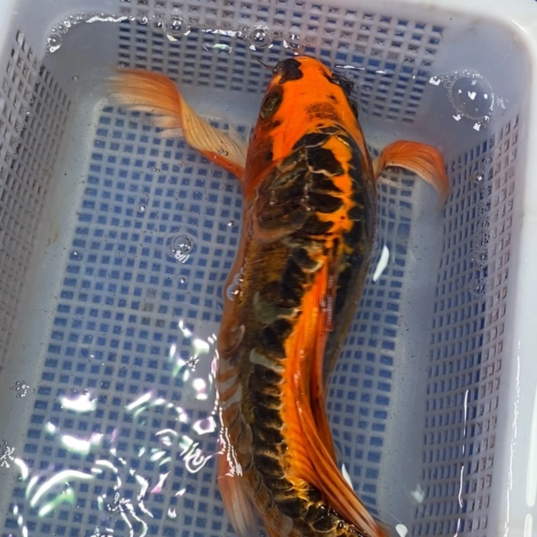 锦鲤冷水锦鲤包邮