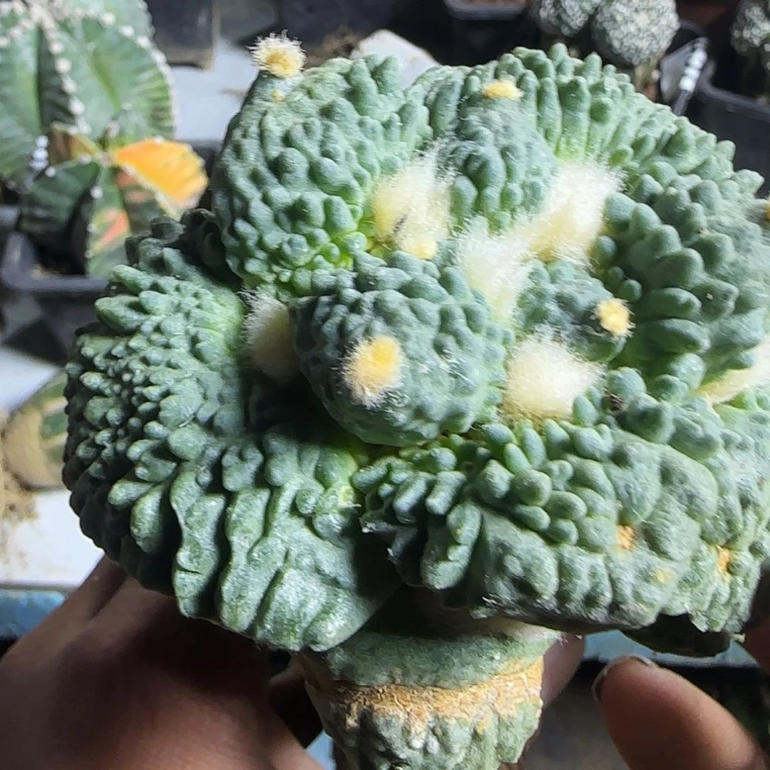 大尤怒涛485仙人球开花
