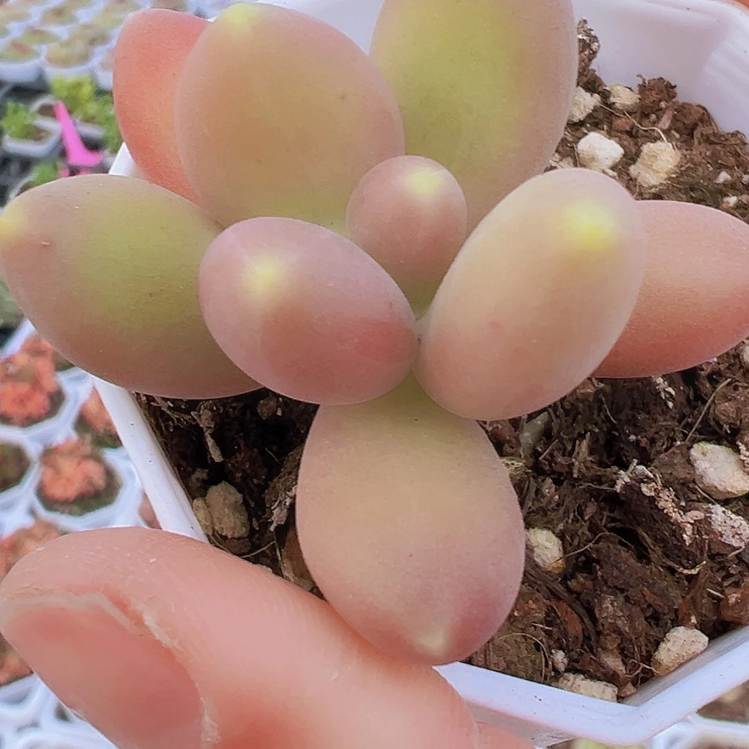 芒果奶19包邮多肉植物