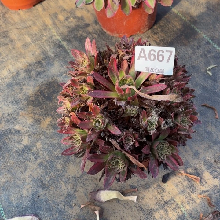 瑞妈多肉园艺，667