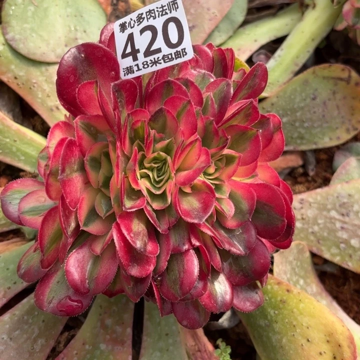 420荔枝缀化掌心多肉法师锦