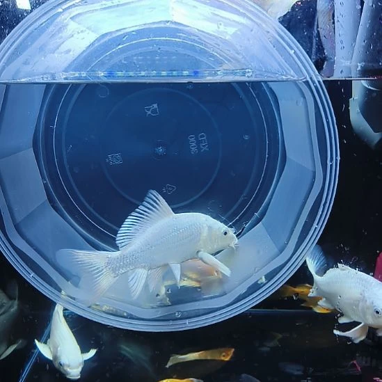 蝴蝶鲤鱼圆头顺背蝴蝶鲤满鳍有张力