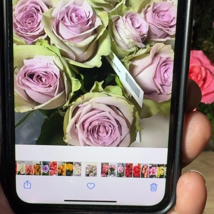 无花朵萨曼莎新娘小苗