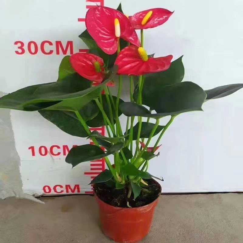 红掌盆栽带花一帆风顺花卉室内好养绿植鸿运当头四季开花水培植物